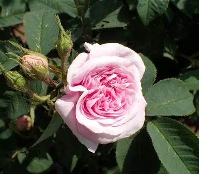 Rosa (Albarose) 'Königin von Dänemark'