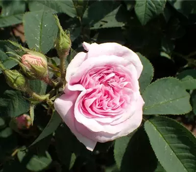 Rosa (Albarose) 'Königin von Dänemark'