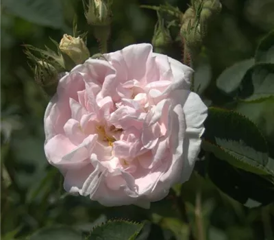 Rosa (Albarose) 'Maiden's Blush small'