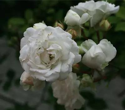 Rosa (Bodendeckerrose) 'Alba Meidiland'