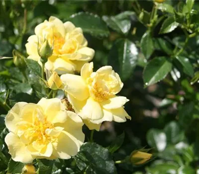 Rosa (Bodendeckerrose) 'Loredo'®