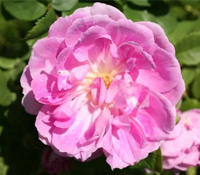 Rosa (Bourbonrose) 'Bourbon Queen'