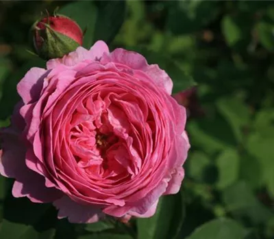 Rosa (Bourbonrose) 'Mme Isaac Pereire'