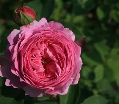 Rosa (Bourbonrose) 'Mme Isaac Pereire'