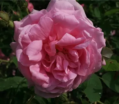 Rosa (Centifolia) 'Centifolia'