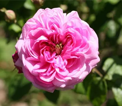 Rosa (Centifolia) 'Centifolia minima'