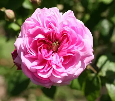 Rosa (Centifolia) 'Centifolia minima'