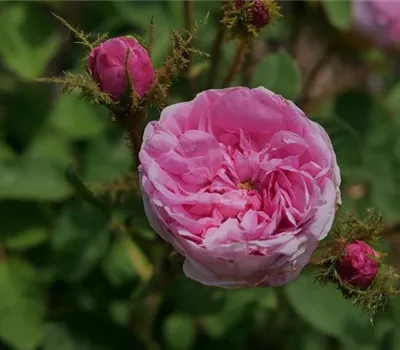 Rosa (Centifolia) 'Centifolia muscosa'