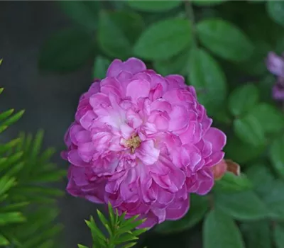 Rosa (Centifolia) 'Centifolia parvifolia'