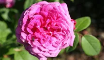 Rosa (Centifolia) 'Reine des Centfeuilles'