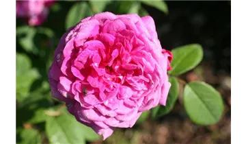Rosa (Centifolia) 'Reine des Centfeuilles'