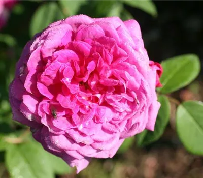 Rosa (Centifolia) 'Reine des Centfeuilles'