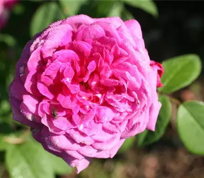 Rosa (Centifolia) 'Reine des Centfeuilles'