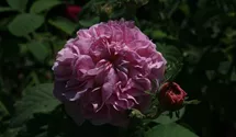 Rosa (Centifolia) 'Reine des Centfeuilles'