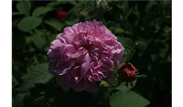 Rosa (Centifolia) 'Reine des Centfeuilles'