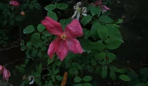 Rosa chinensis mutabilis