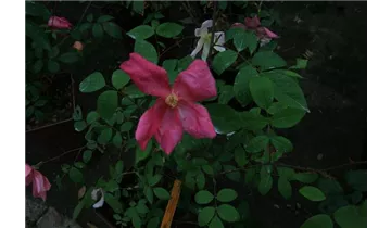 Rosa chinensis mutabilis