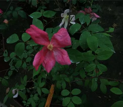 Rosa (Chinarose) 'Mutabilis' Rosa (Chinarose) 'Mutabilis'