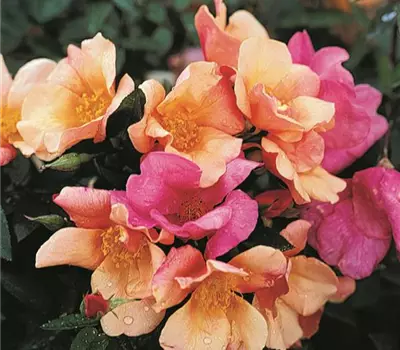 Rosa (Chinarose) 'Mutabilis'