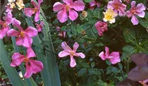 Rosa chinensis mutabilis