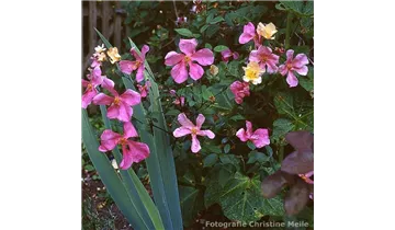 Rosa chinensis mutabilis