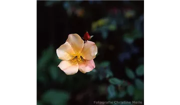 Rosa chinensis mutabilis