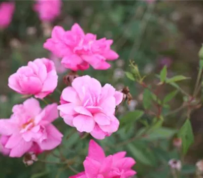 Rosa (Chinarose) 'Old Blush' Rosa (Chinarose) 'Old Blush'