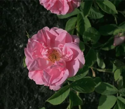 Rosa (Damascena) 'Damascena'