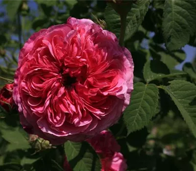 Rosa (Damascena) 'Duc de Cambridge'