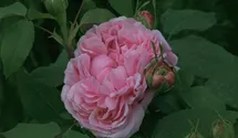 Rosa (Damascena) 'Jacques Cartier'