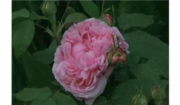Rosa (Damascena) 'Jacques Cartier'