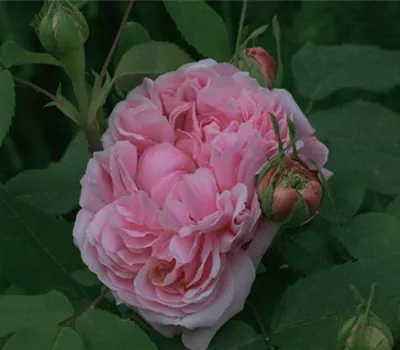 Rosa (Damascena) 'Jacques Cartier'