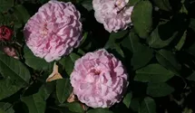 Rosa (Damascena) 'Jacques Cartier'