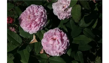 Rosa (Damascena) 'Jacques Cartier'