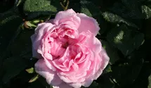 Rosa (Damascena) 'Jacques Cartier'