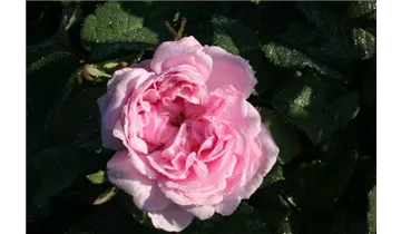 Rosa (Damascena) 'Jacques Cartier'