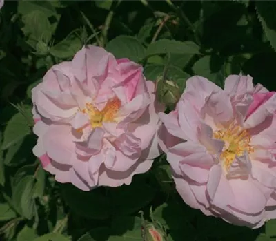 Rosa (Damascena) 'Versicolor'