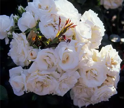 Rosa (Floribundarose) 'Aspirin Rose'®