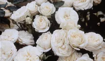 Rosa (Floribundarose) 'Dietrich Woessner'®