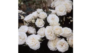 Rosa (Floribundarose) 'Dietrich Woessner'®