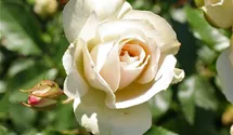 Rosa (Floribundarose) 'Edelweiss'®
