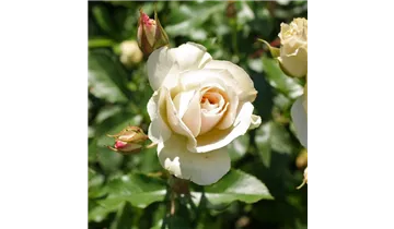 Rosa (Floribundarose) 'Edelweiss'®