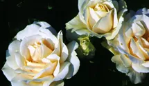 Rosa (Floribundarose) 'Edelweiss'®