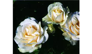 Rosa (Floribundarose) 'Edelweiss'®