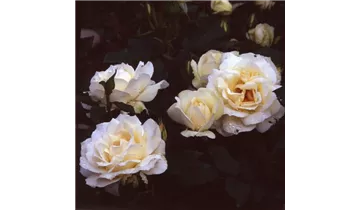 Rosa (Floribundarose) 'Edelweiss'®