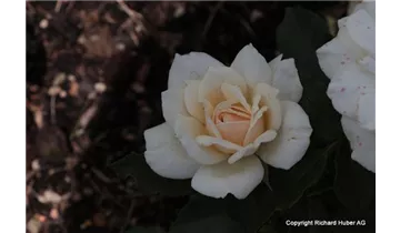 Rosa (Floribundarose) 'Edelweiss'®
