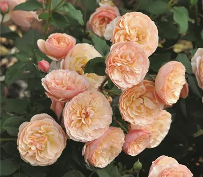 Rosa (Floribundarose) 'Eveline Wild'®