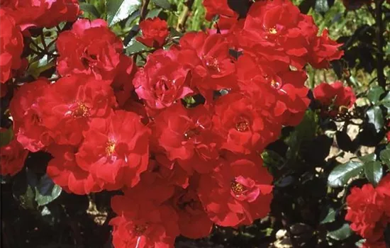 Rosa (Floribundarose) 'La Sevillana'®
