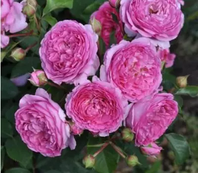 Rosa (Floribundarose) 'Renée van Wegberg'®