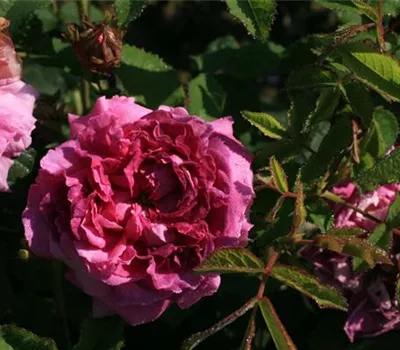 Rosa (Gallica) 'Belle de Crécy'